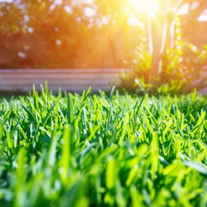 Nuovo “Vigor” al tuo giardino con tosaerba e decespugliatore