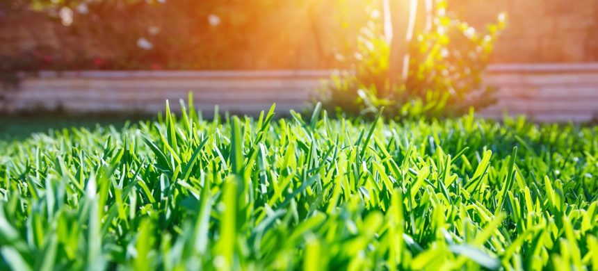 Nuovo “Vigor” al tuo giardino con tosaerba e decespugliatore Nuovo “Vigor” al tuo giardino con tosaerba e decespugliatore